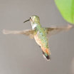 Allen's Hummingbird